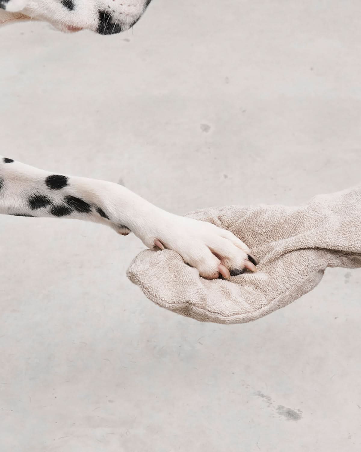 כפפת מגבת לכלב | GUANTO DOG DRYING GLOVES