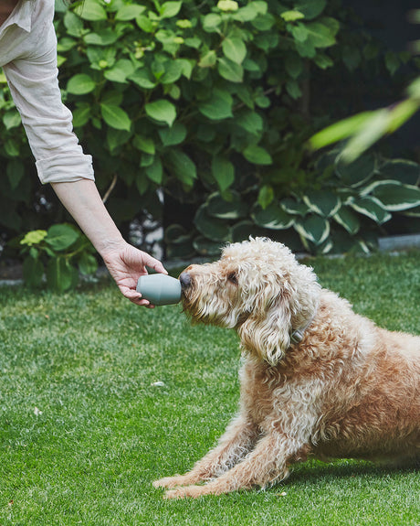 צעצוע האכלה אקטיבי