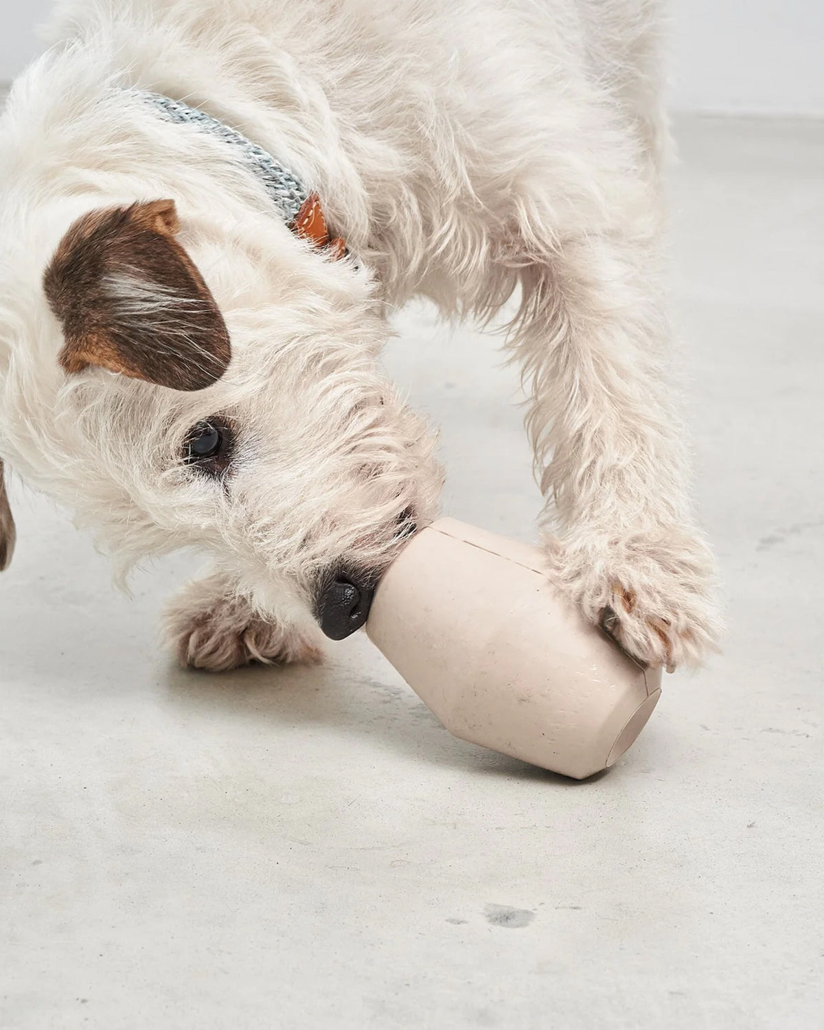 CONO ACTIVITY TOY | צעצוע האכלה אקטיבי לכלב