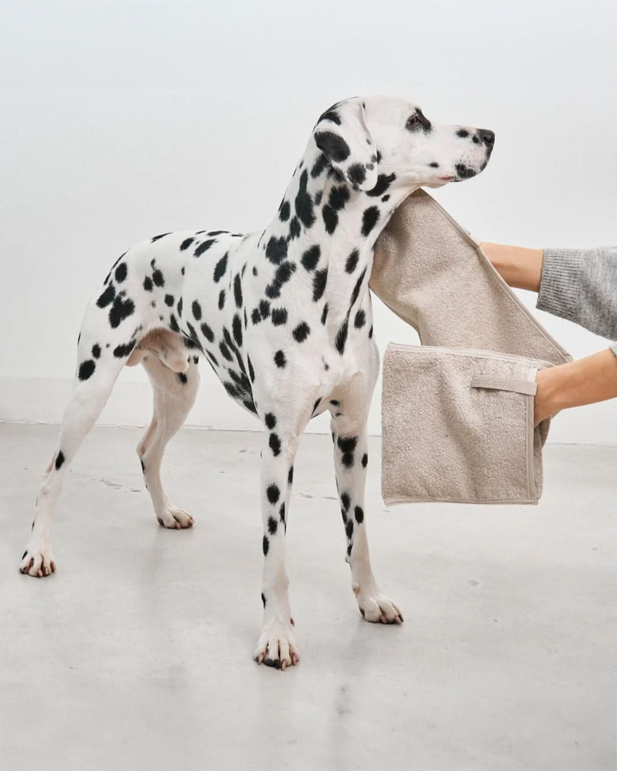 מגבת לכלב מכותנה אורגנית | MANO DOG TOWELS