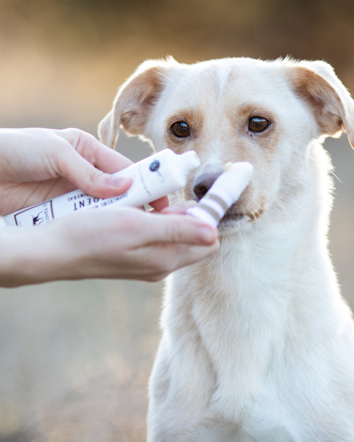DENTAL MICRO FLEECE DOG TOOTHBRUSH | אצבעון צחצוח שיניים לכלב