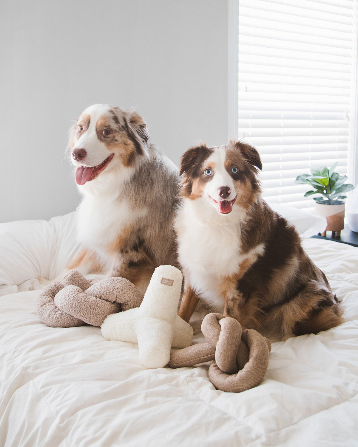 BREUER DOG TOY | צעצוע לכלב