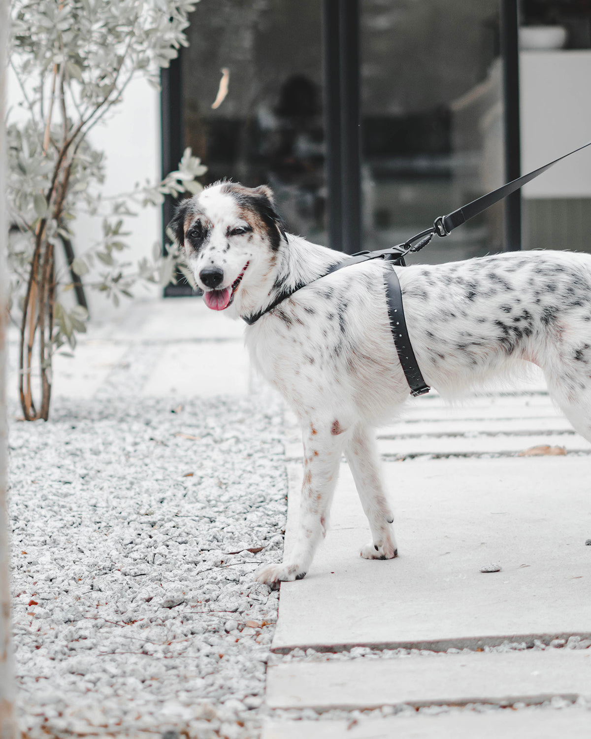 OTTO X DOG HARNESS | רתמה לכלב