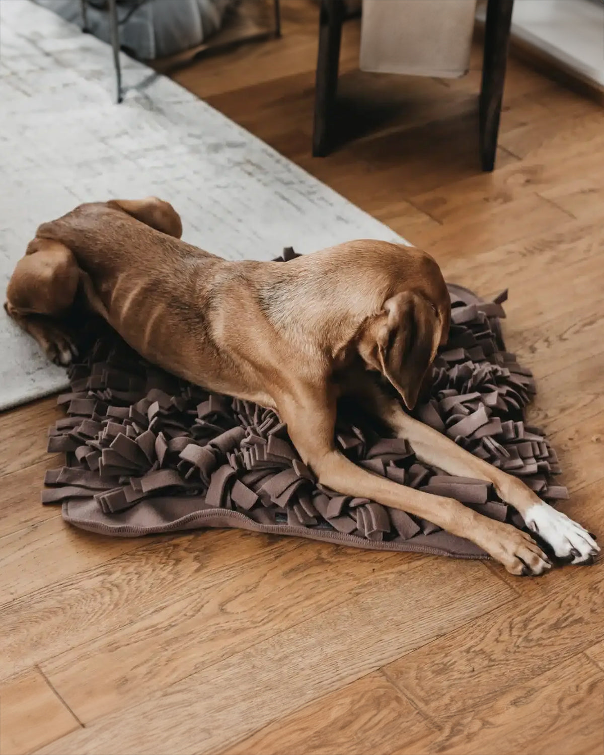 DOG SNUFFLE MAT | משטח רחרוח לכלב