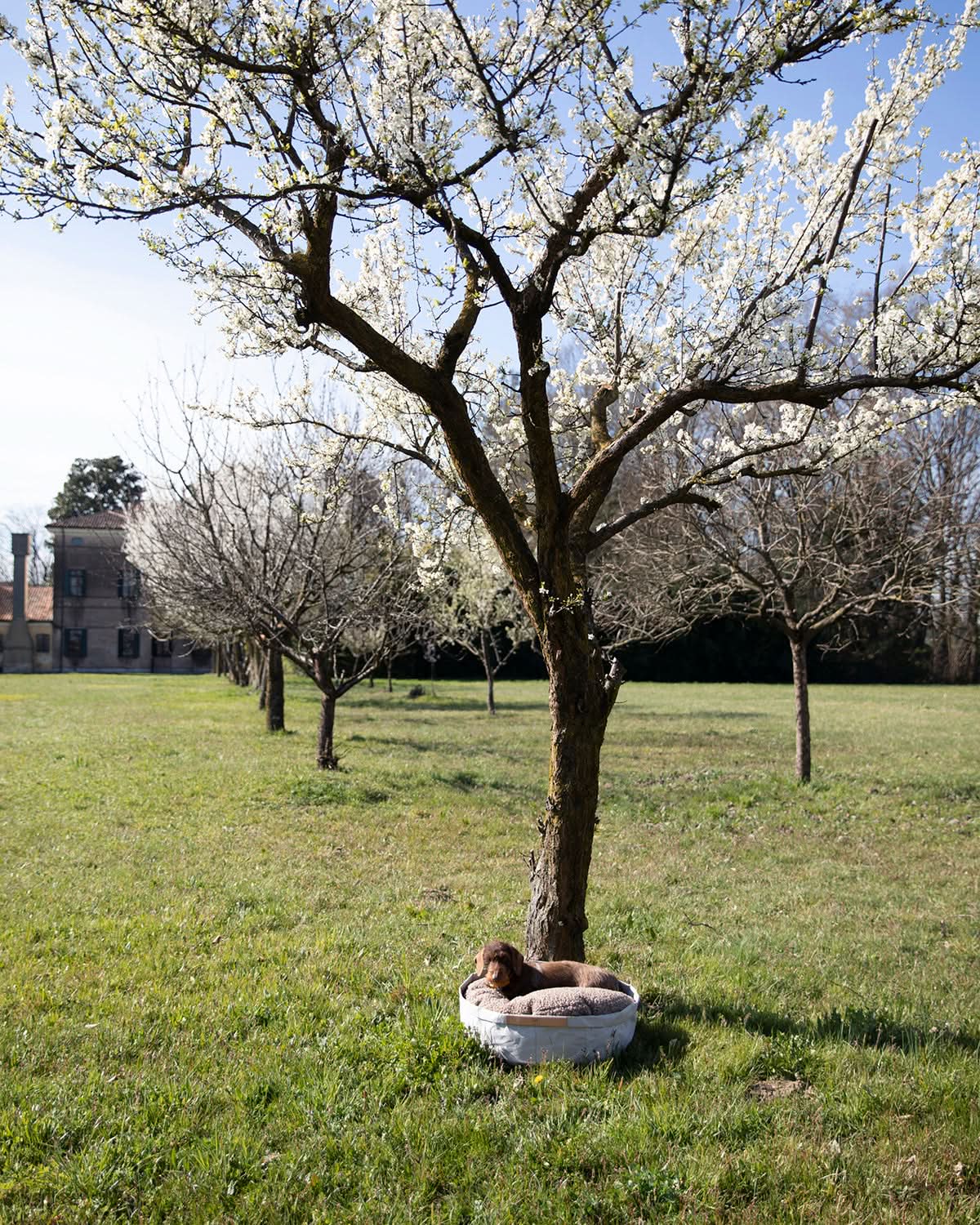 מיטת כלבים וחתולים