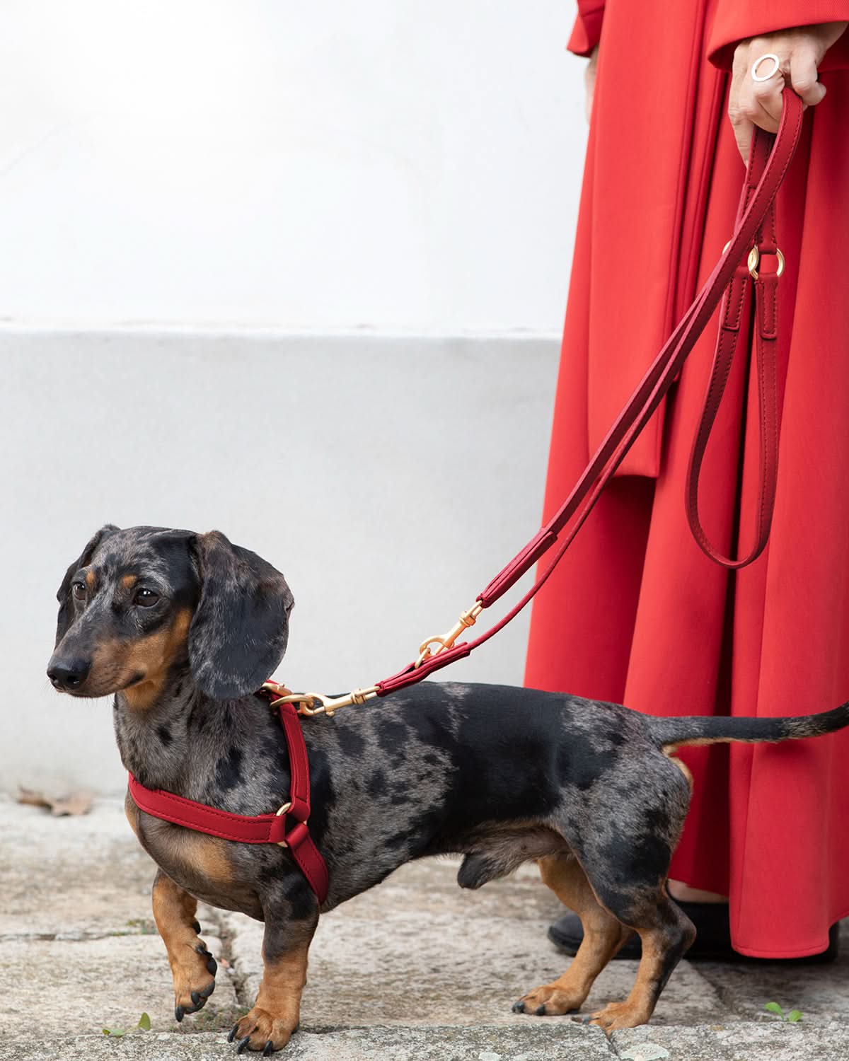 MARIO ADJUSTABLE LEATHER LEASH | רצועת עור מתכווננת לכלב