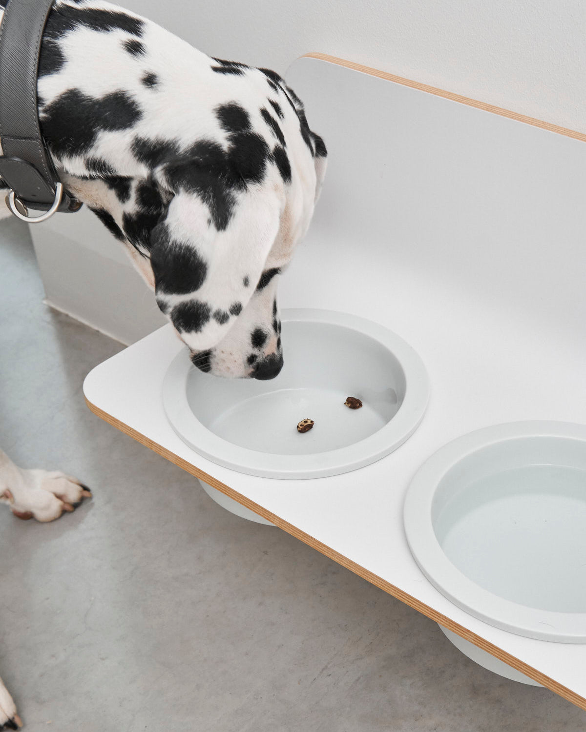 פינות אוכל פורצלן לחתולים וכלבים