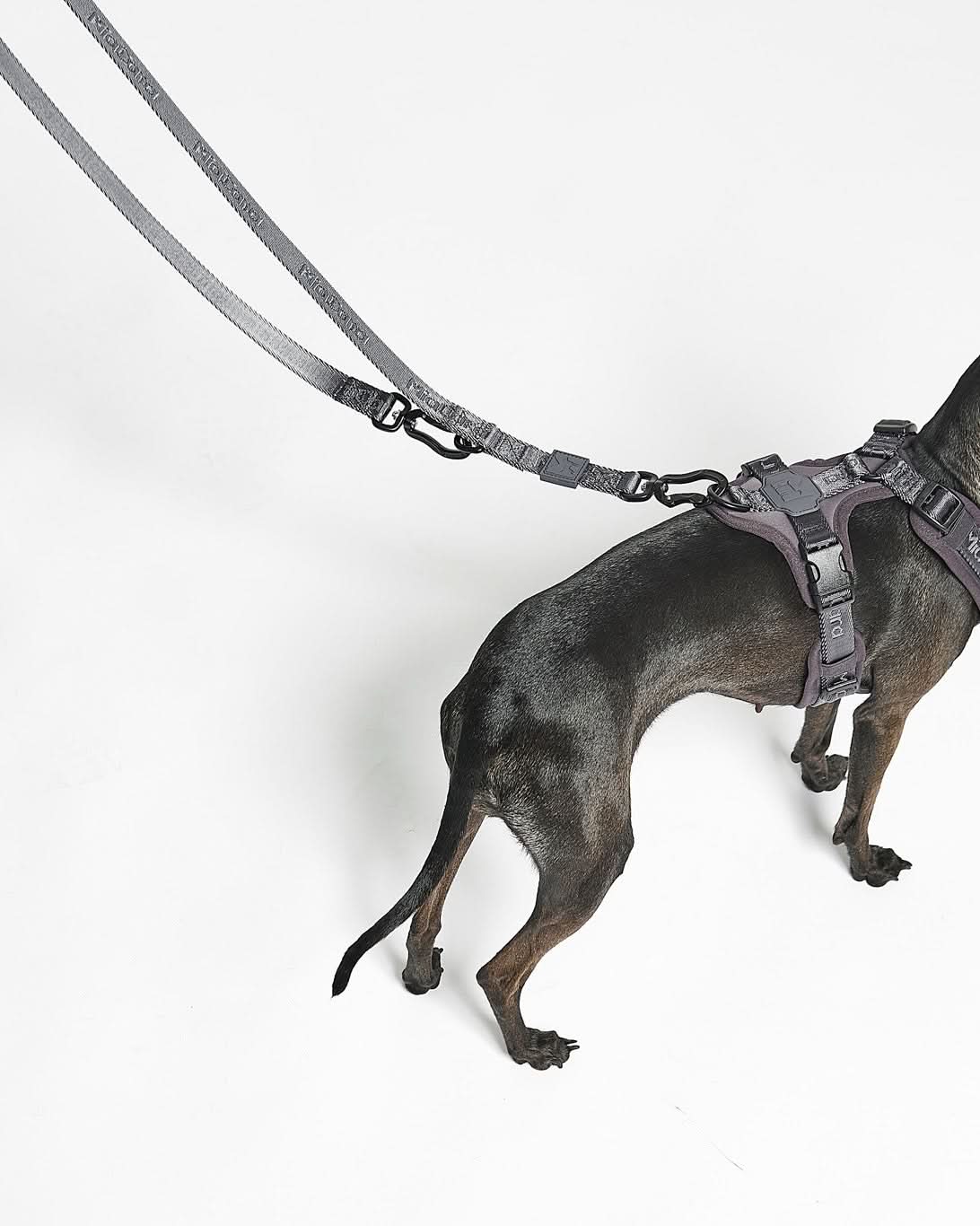 MODENA ADJUSTABLE LEASH | רצועה מתכווננת לכלב