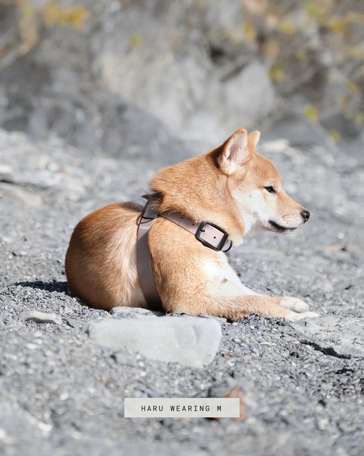OTTO DOG HARNESS | רתמה לכלב