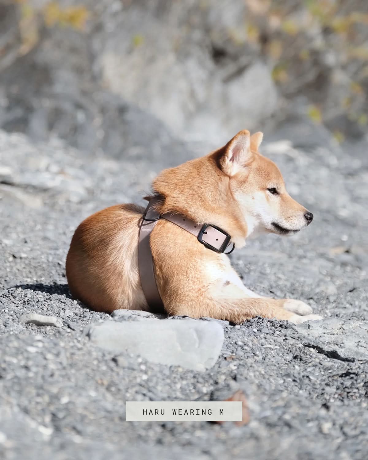 OTTO DOG HARNESS | רתמה לכלב