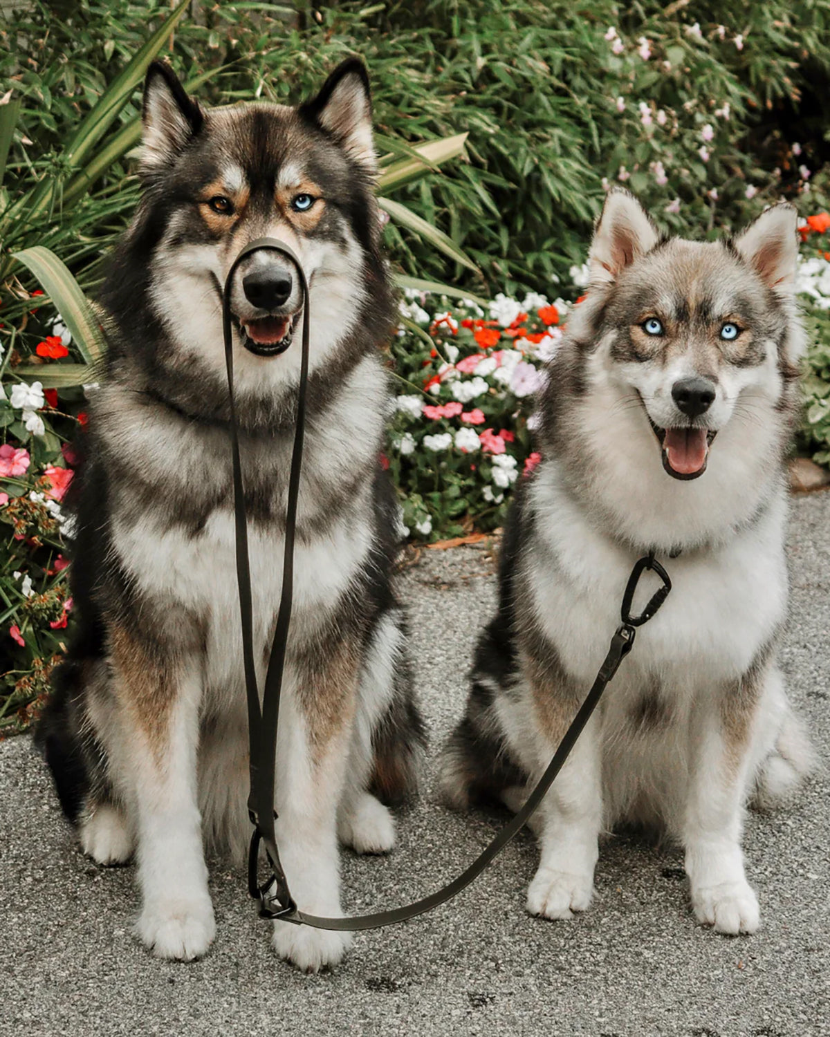 MELLEM X LEASH | רצועה לכלב