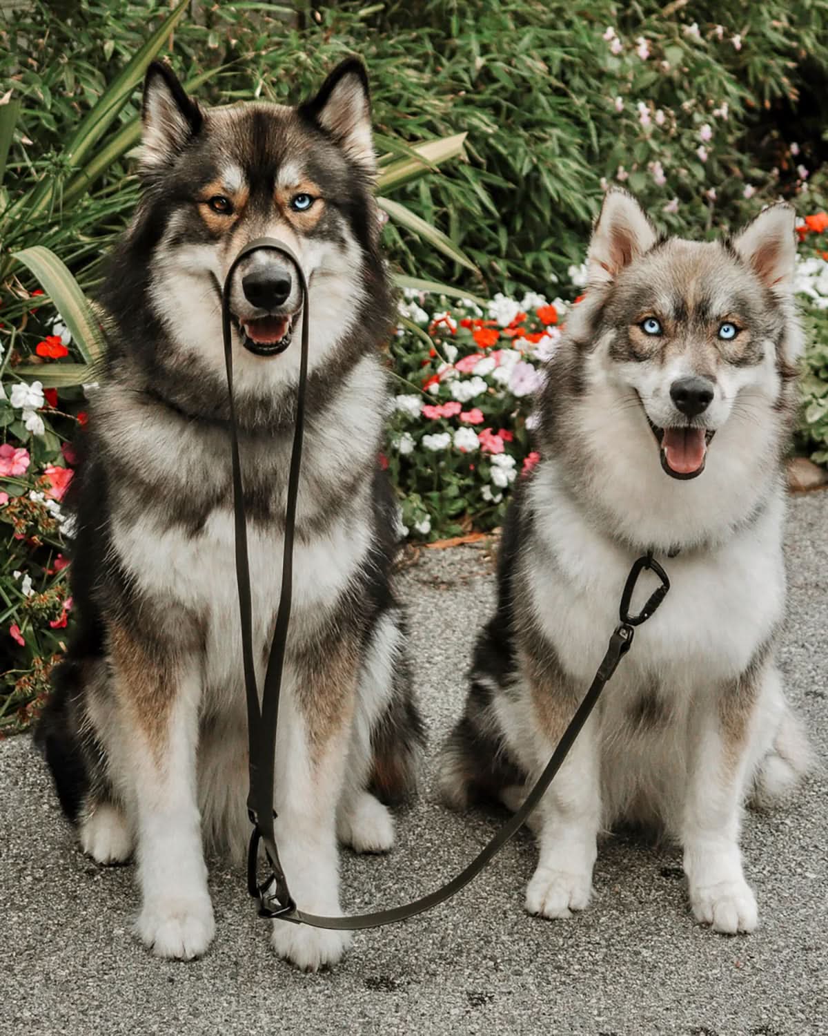 MELLEM X LEASH | רצועה לכלב