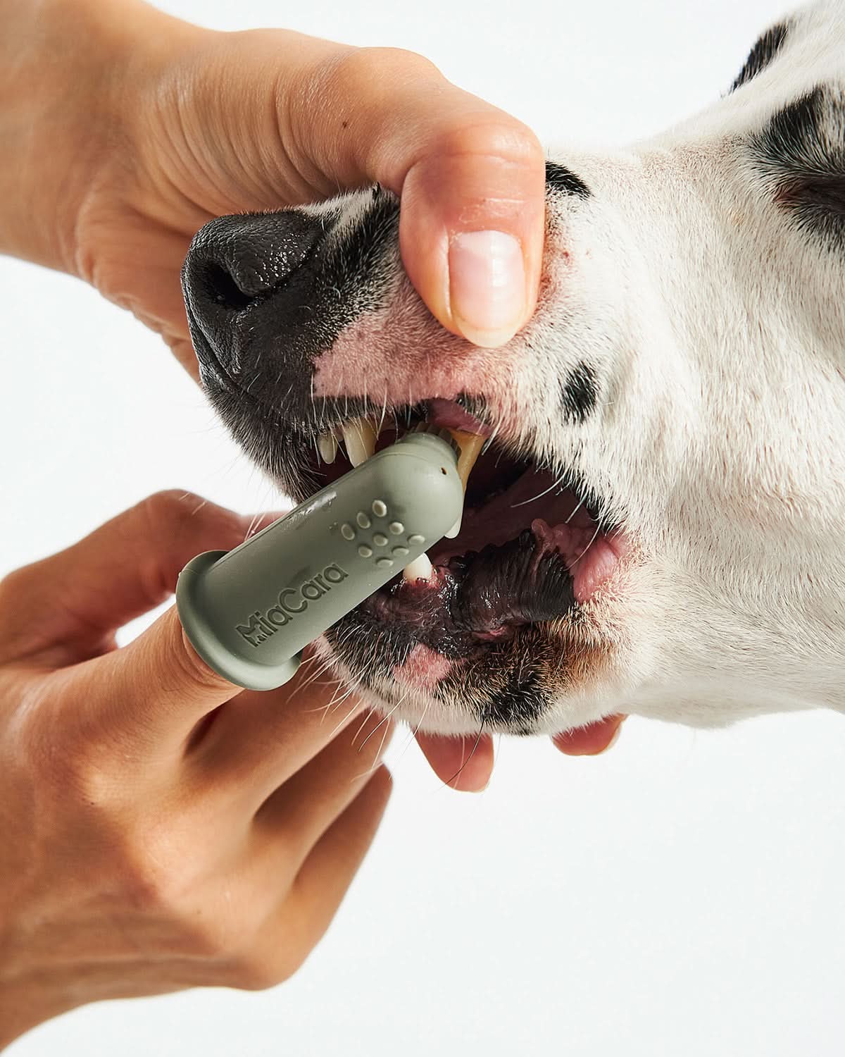 DENTE DOG DENTAL GEL | משחת שיניים טבעית לכלב