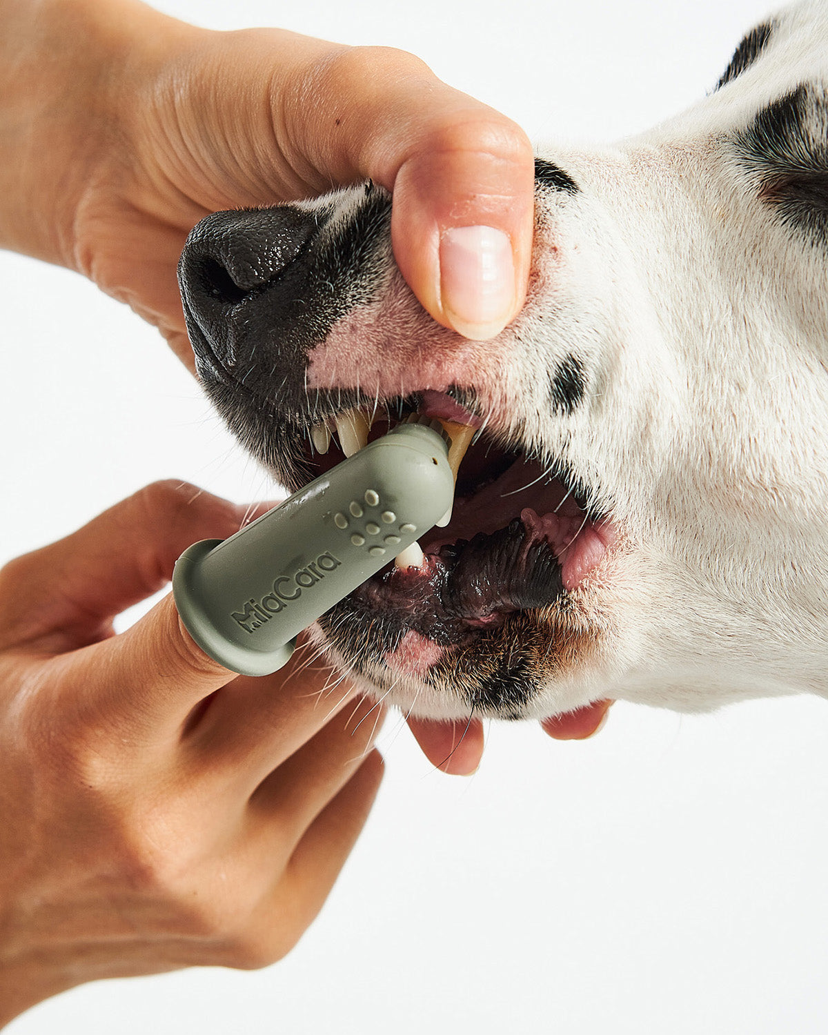 DITO DOG TOOTHBRUSH | סט מברשות שיניים לכלב