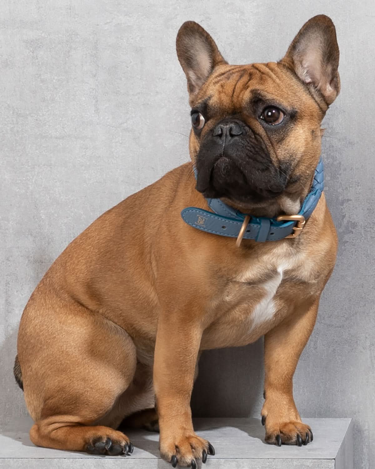 קולר עור לכלבים