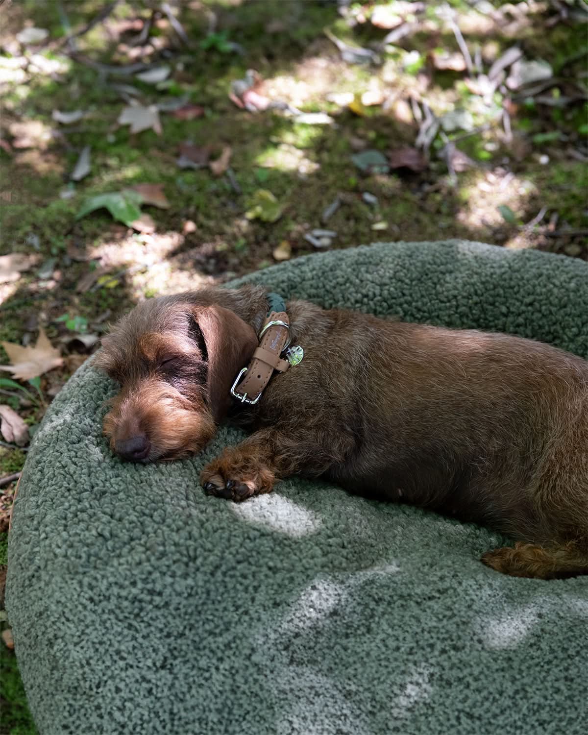 מיטת פוף לכלב