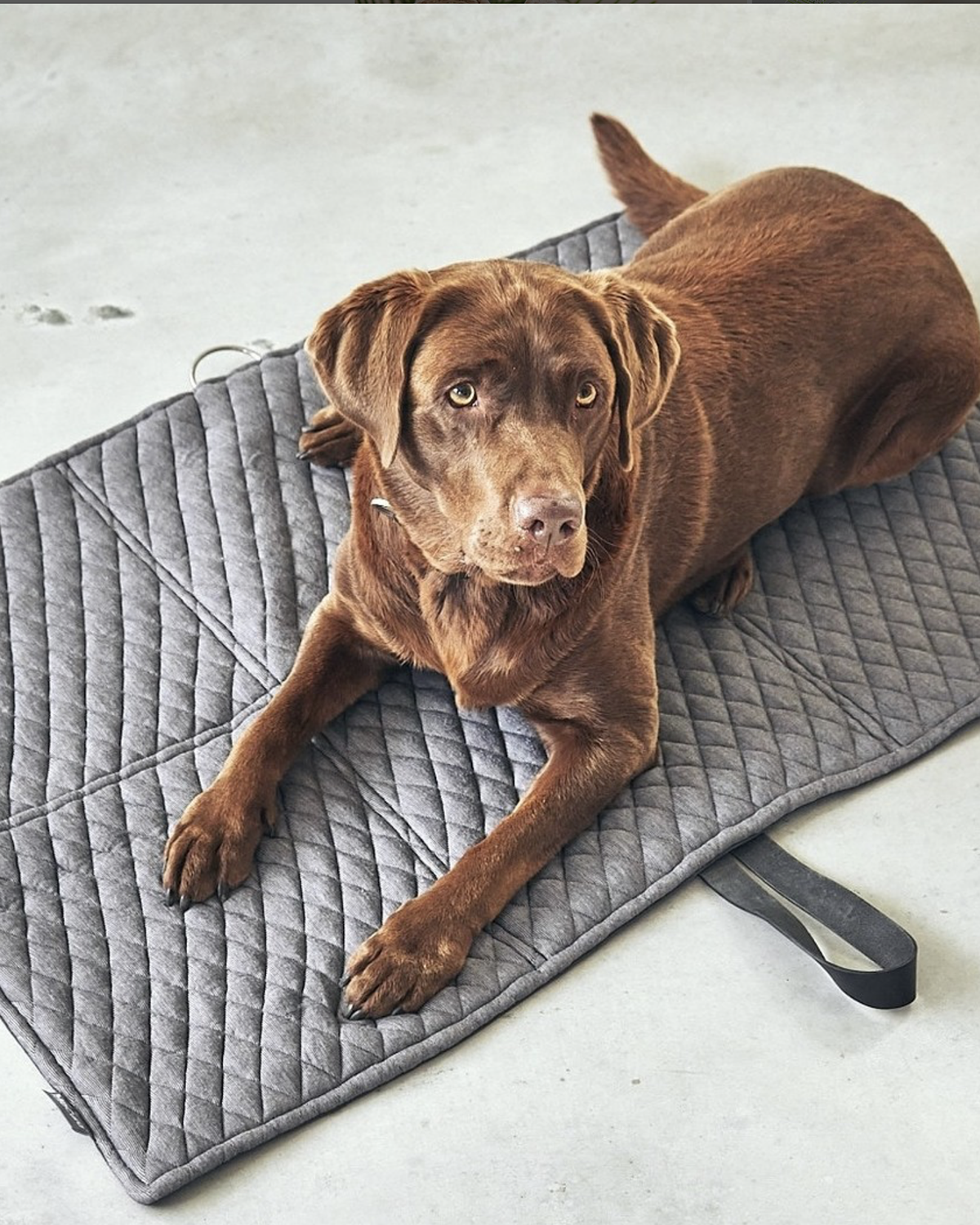 מזרן טיולים מתקפל לכלב