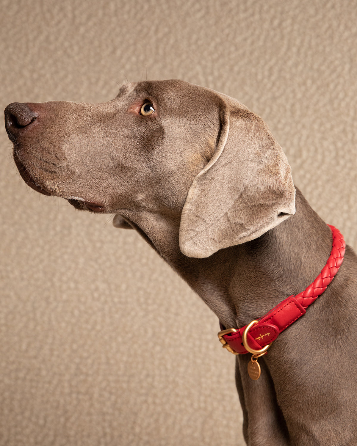 FERDINANDO LEATHER COLLAR | קולר עור נאפה לכלב