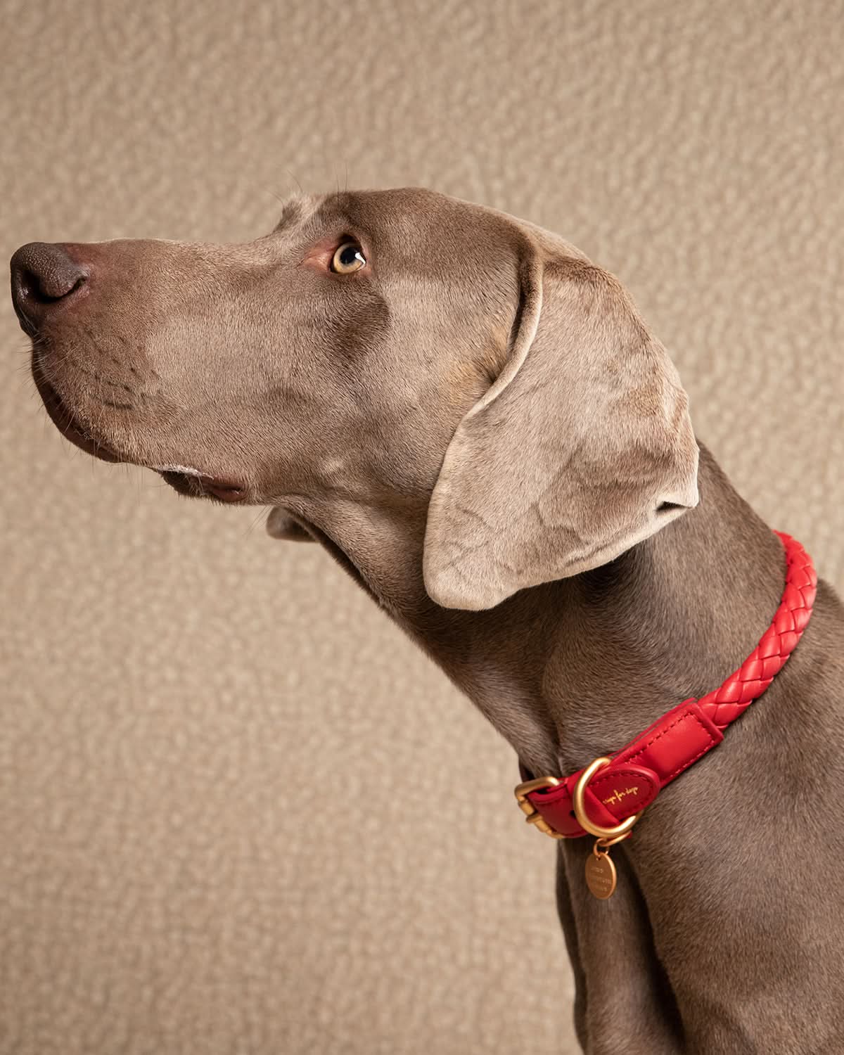 קולר קלוע לכלב מעור נאפה איטלקי | FERDINANDO NAPPA LEATHER COLLAR