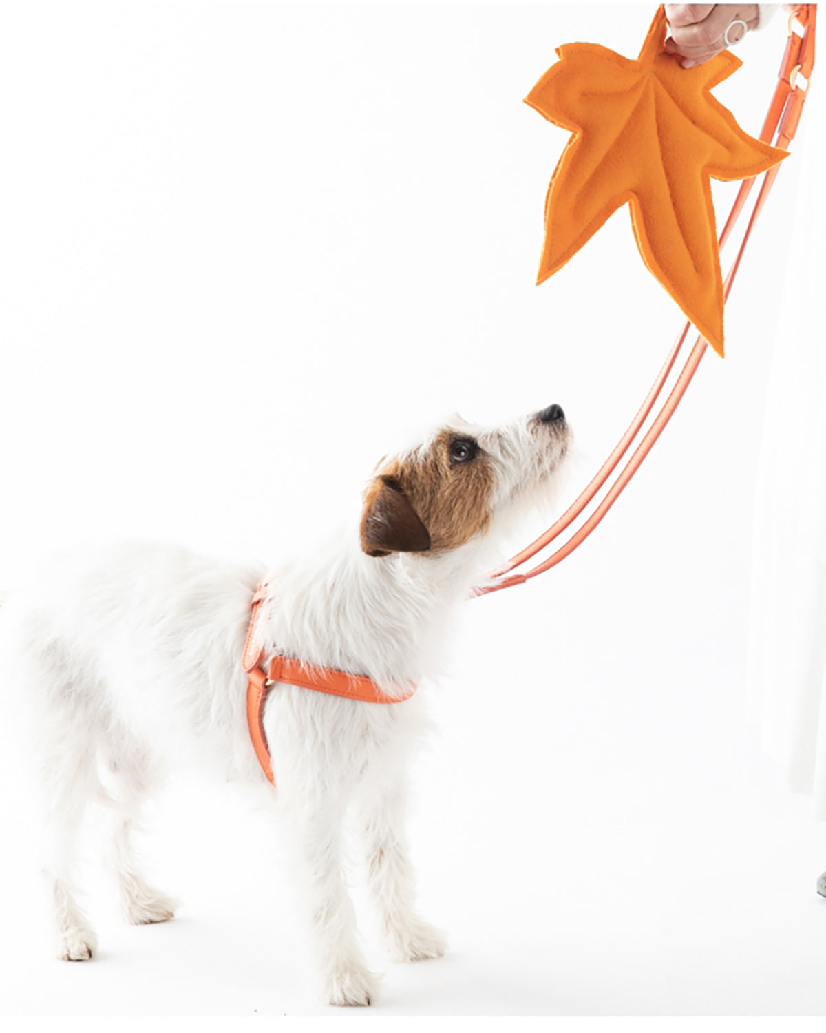 רתמת עור MARIO | רתמת עור לכלב