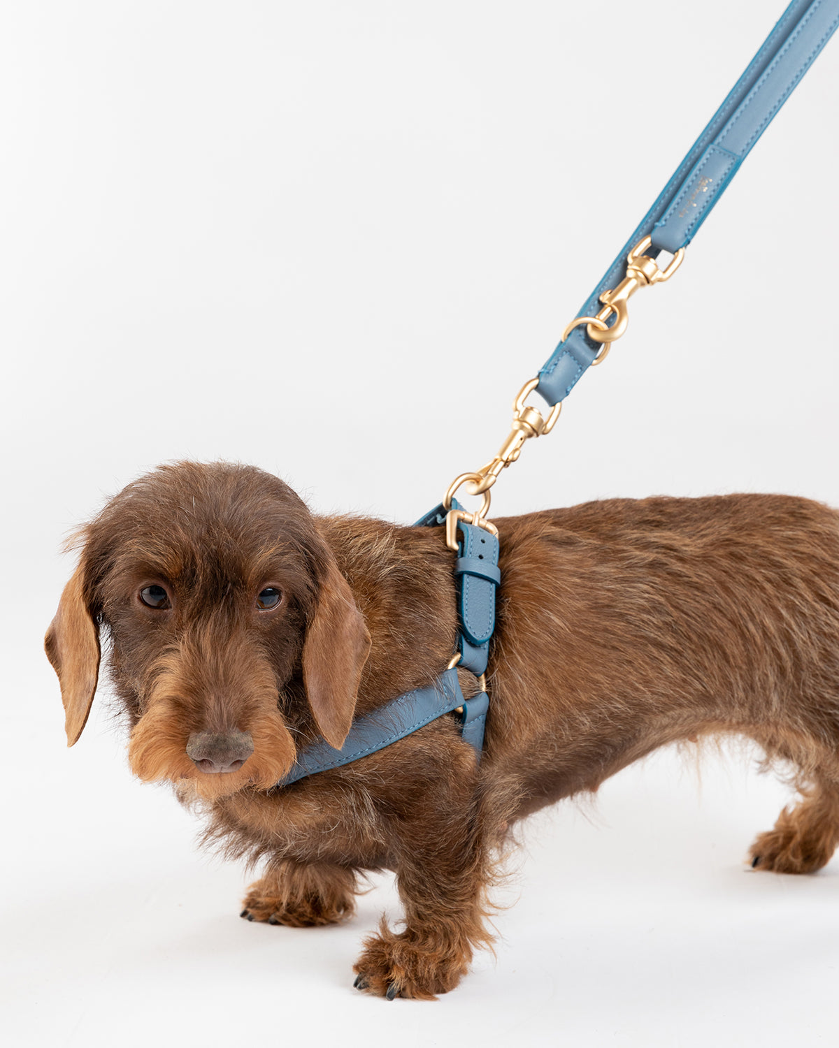 רתמת עור MARIO | רתמת עור לכלב