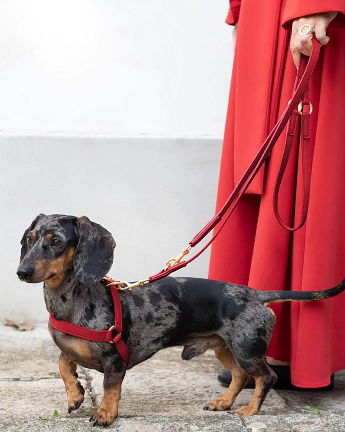 רתמה לכלב מעור נאפה איטלקי | MARIO NAPPA LEATHER DOG HARNESS