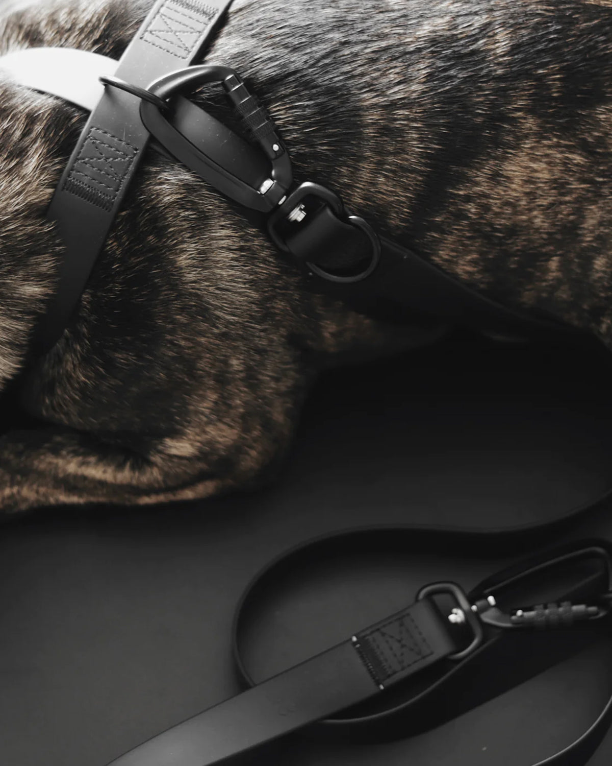 OTTO X DOG HARNESS | רתמה לכלב