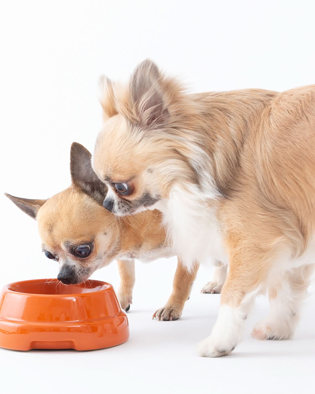 SEBASTIÃO DOG & CAT CERAMIC BOWLS | קערות קרמיקה לכלבים ולחתולים
