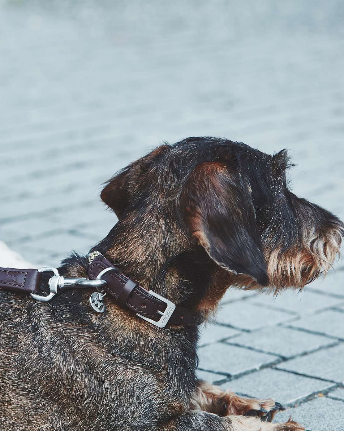 קולר לכלב