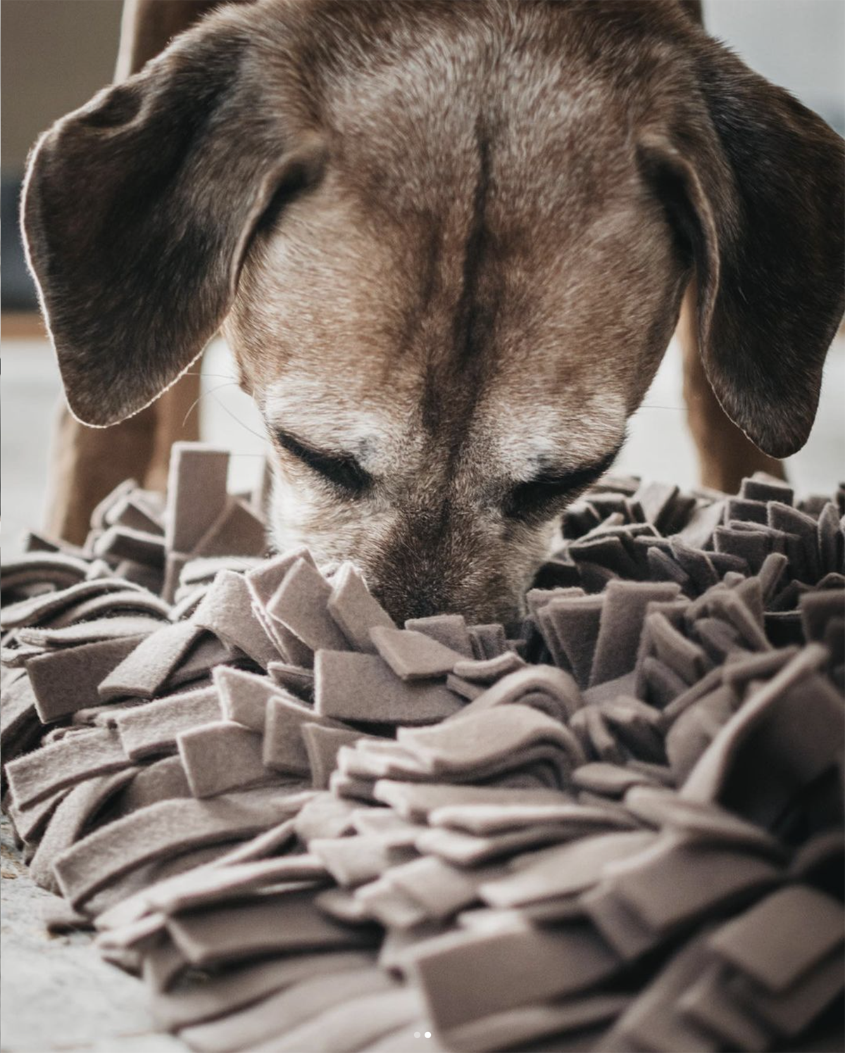 DOG SNUFFLE MAT | משטח רחרוח לכלב