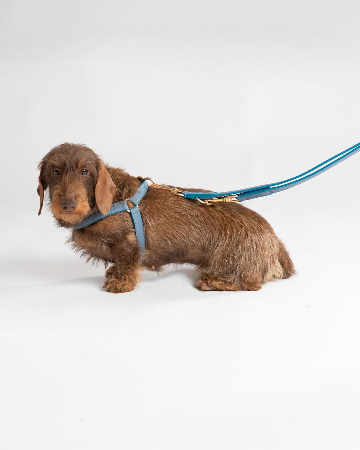 MARIO ADJUSTABLE LEATHER LEASH | רצועת עור מתכווננת לכלב