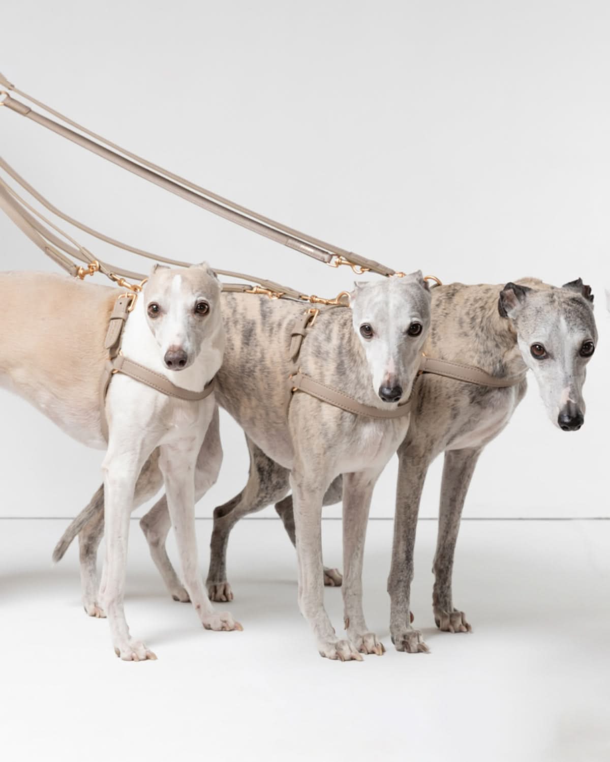 רצועת מתכווננת לכלב מעור נאפה איטלקי | MARIO ADJUSTABLE LEATHER LEASH