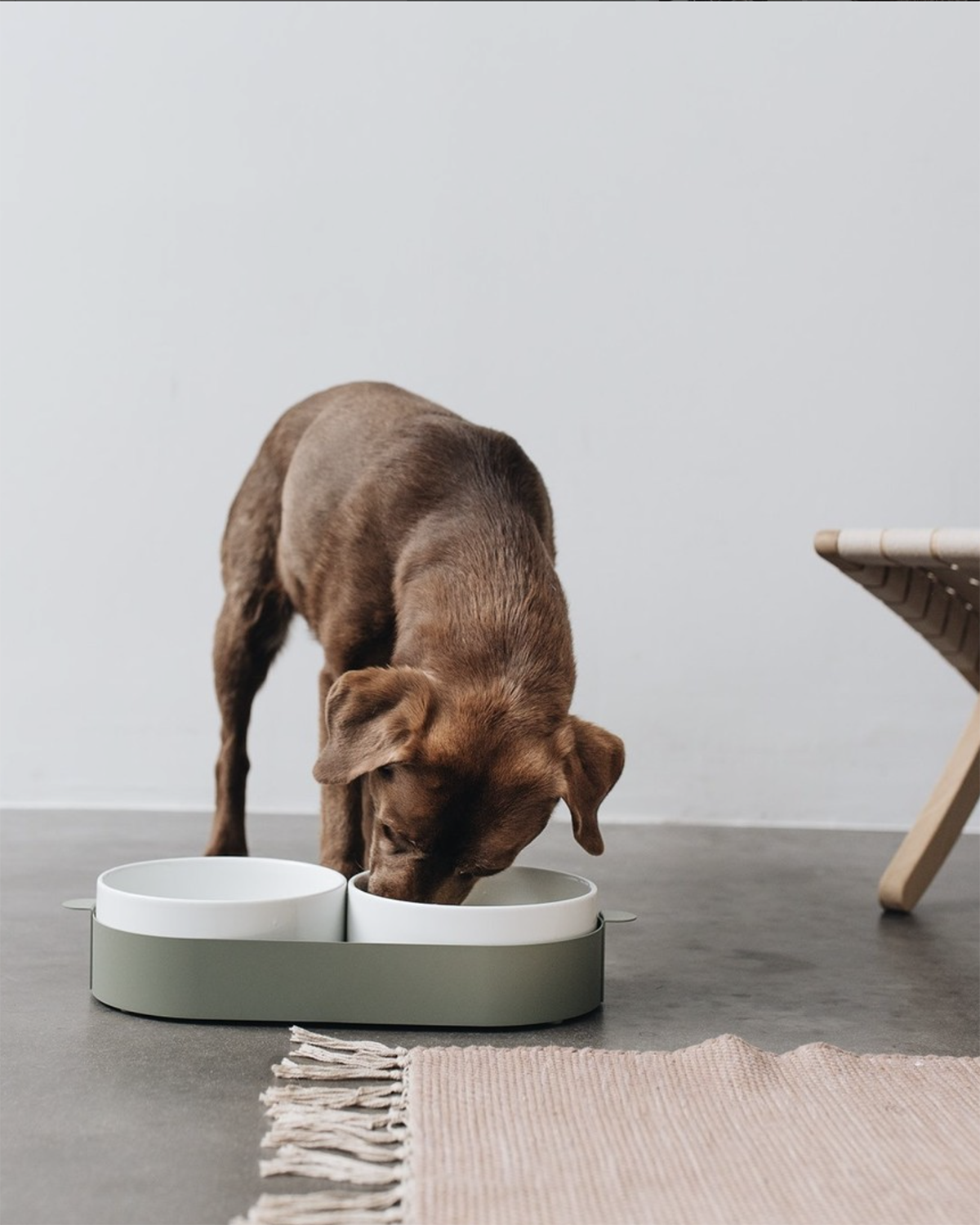 סט קערות לחתול וכלב