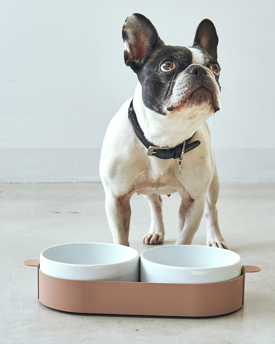 סט קערות לחתול וכלב