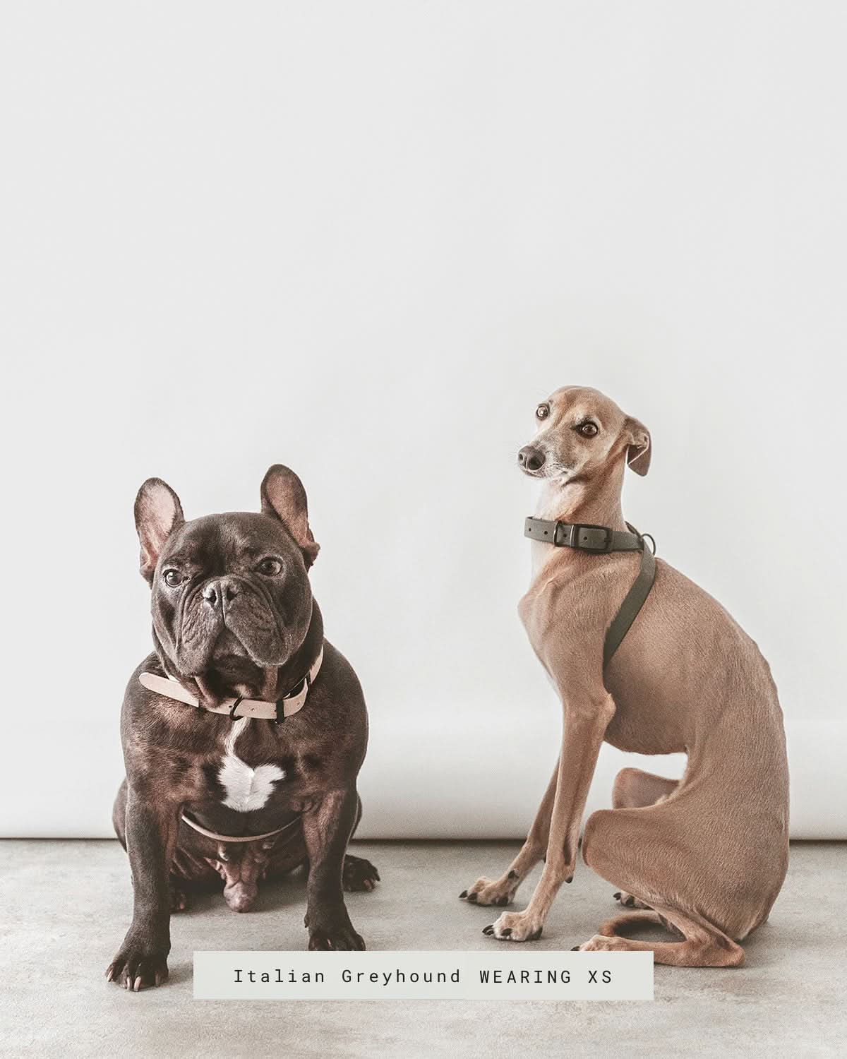 OTTO DOG HARNESS | רתמה לכלב