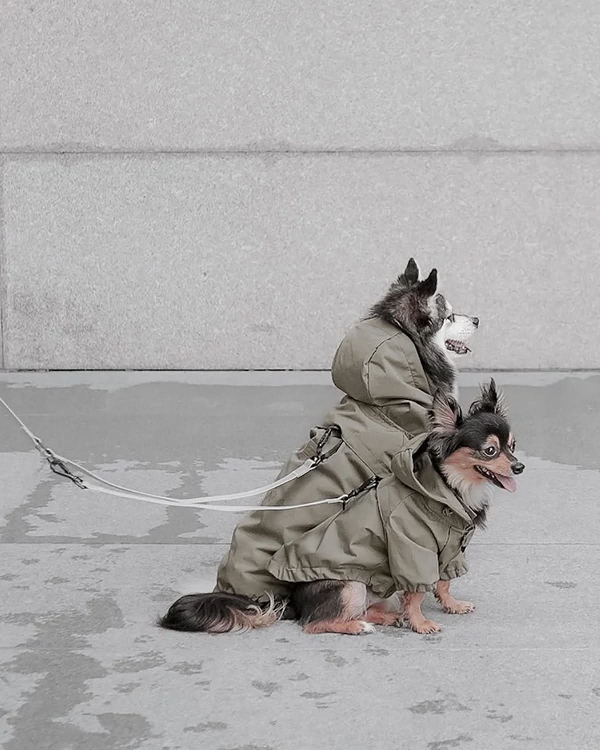 KNOX X LEASH CONNECTOR | מאריך לרצועה לכלב