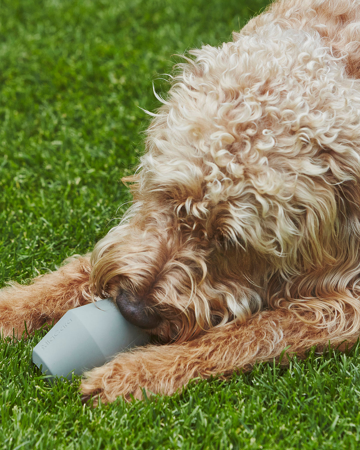 צעצוע האכלה אקטיבי