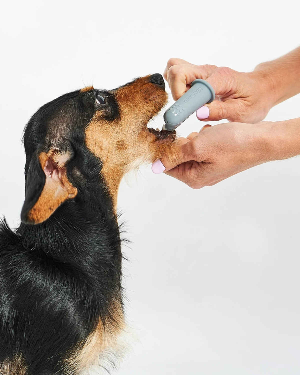 DITO DOG TOOTHBRUSH | סט מברשות שיניים לכלב