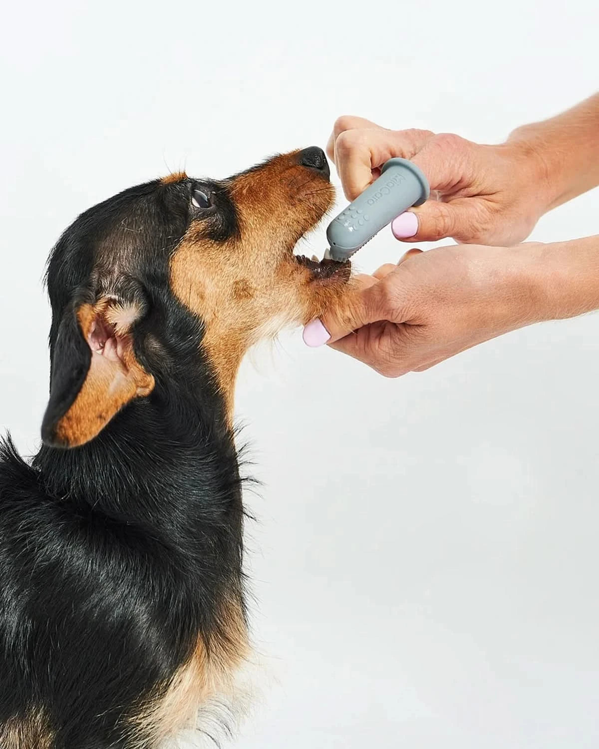 DITO DOG TOOTHBRUSH | סט מברשות שיניים לכלב