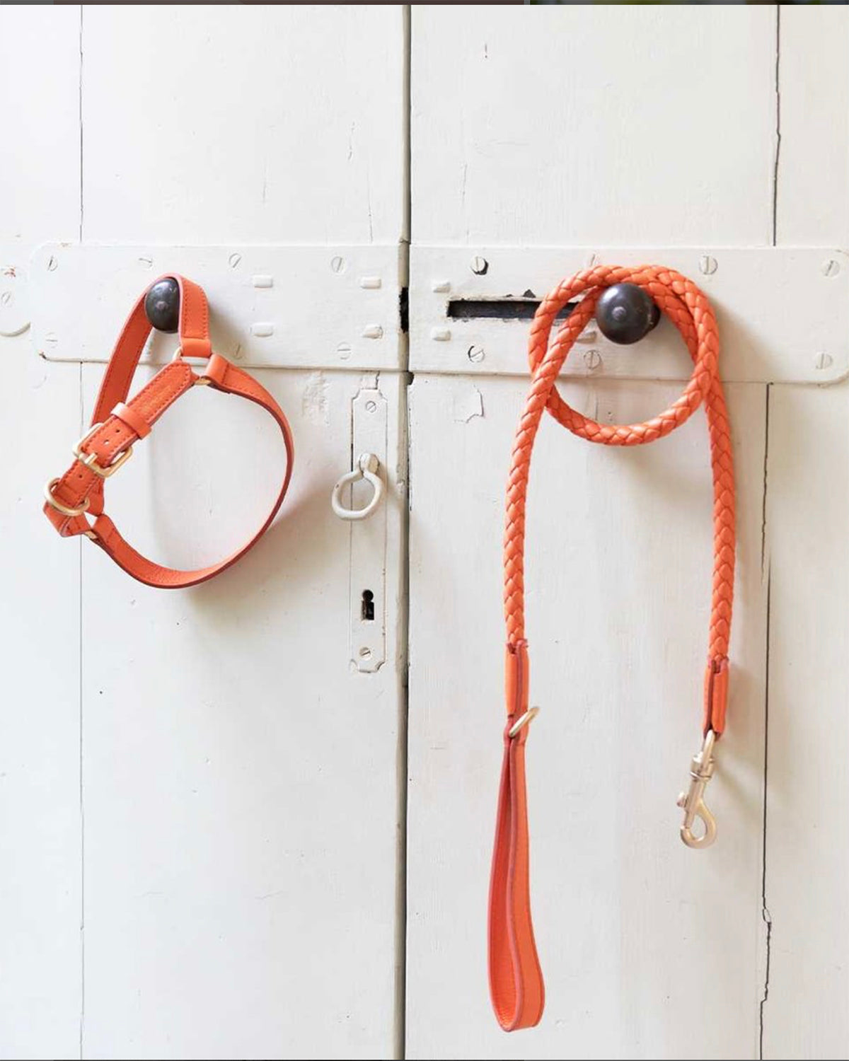 רצועת עור לכלב