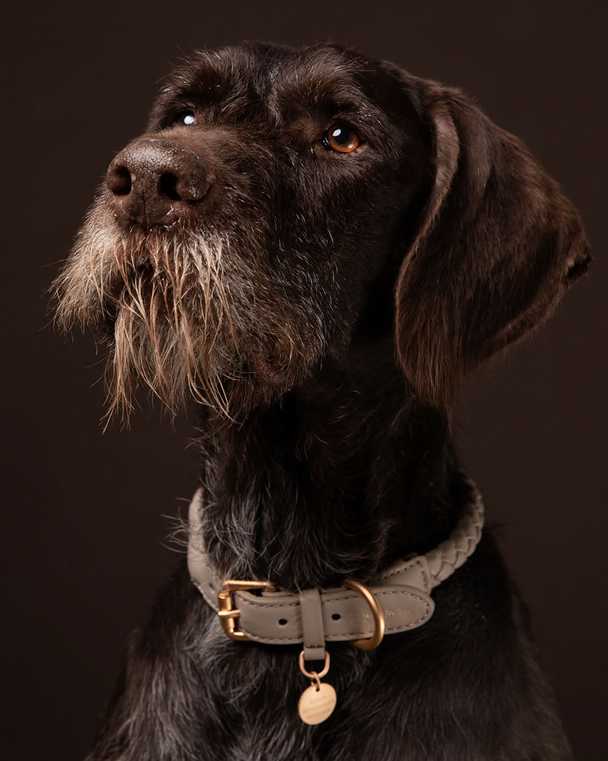 קולר עור לכלבים