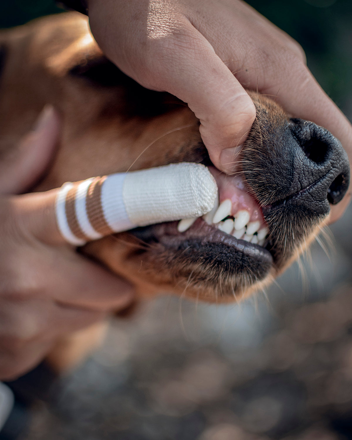 DENTAL MICRO FLEECE DOG TOOTHBRUSH | אצבעון צחצוח שיניים לכלב