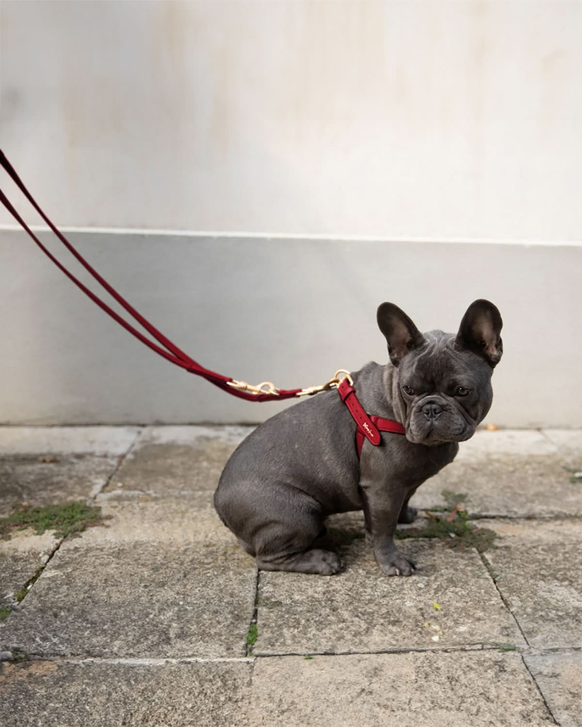 רתמה לכלב מעור נאפה איטלקי | MARIO NAPPA LEATHER DOG HARNESS