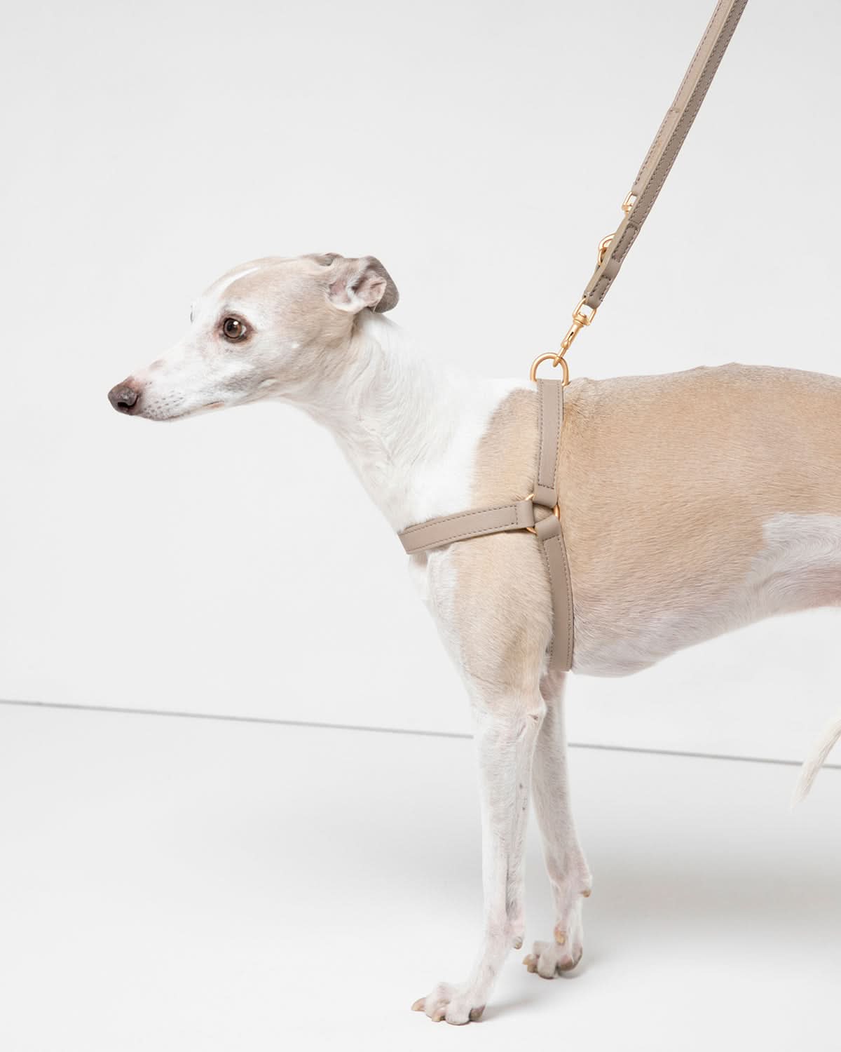 MARIO LEATHER HARNESS | רתמת עור לכלב