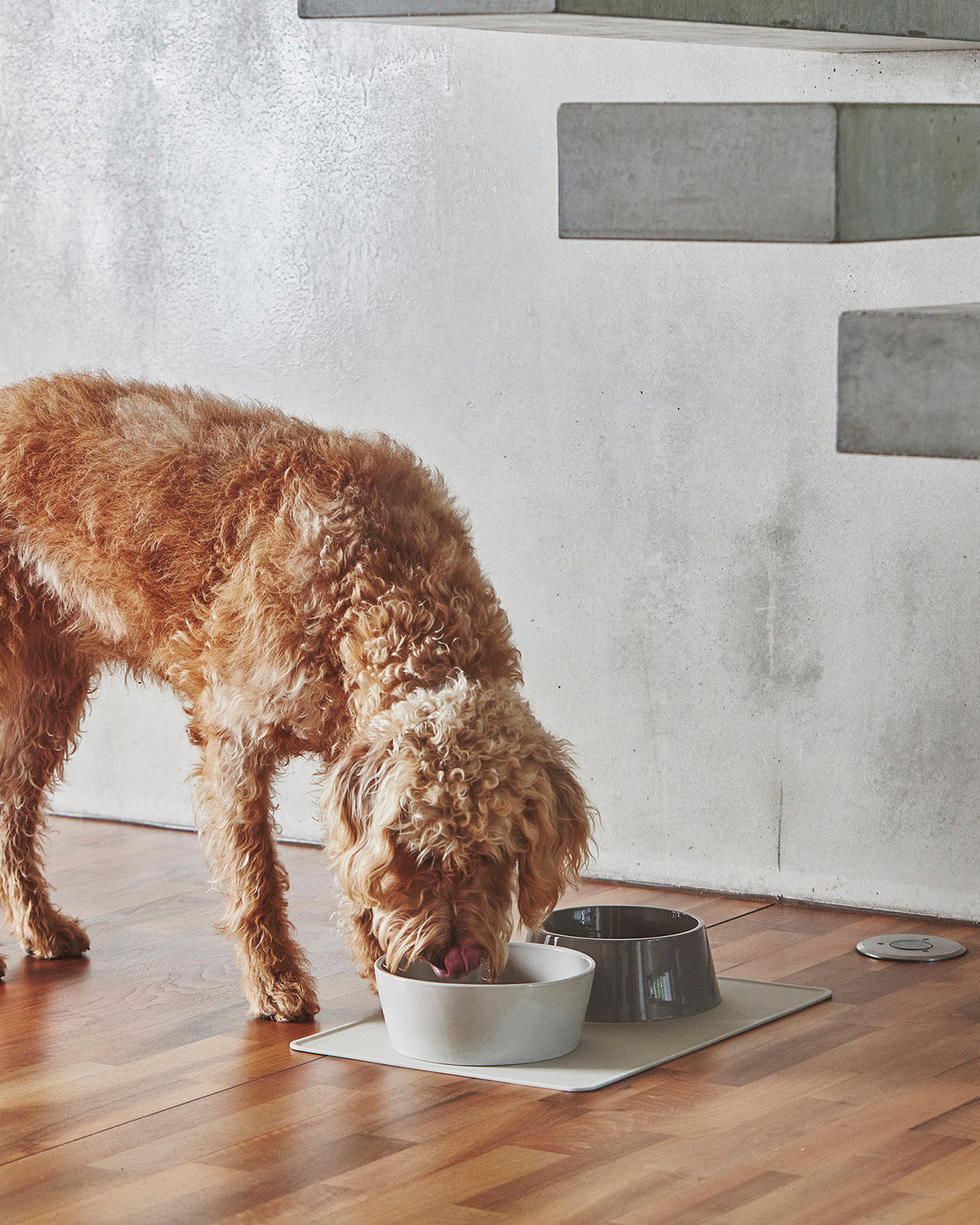 סט קערות לכלב