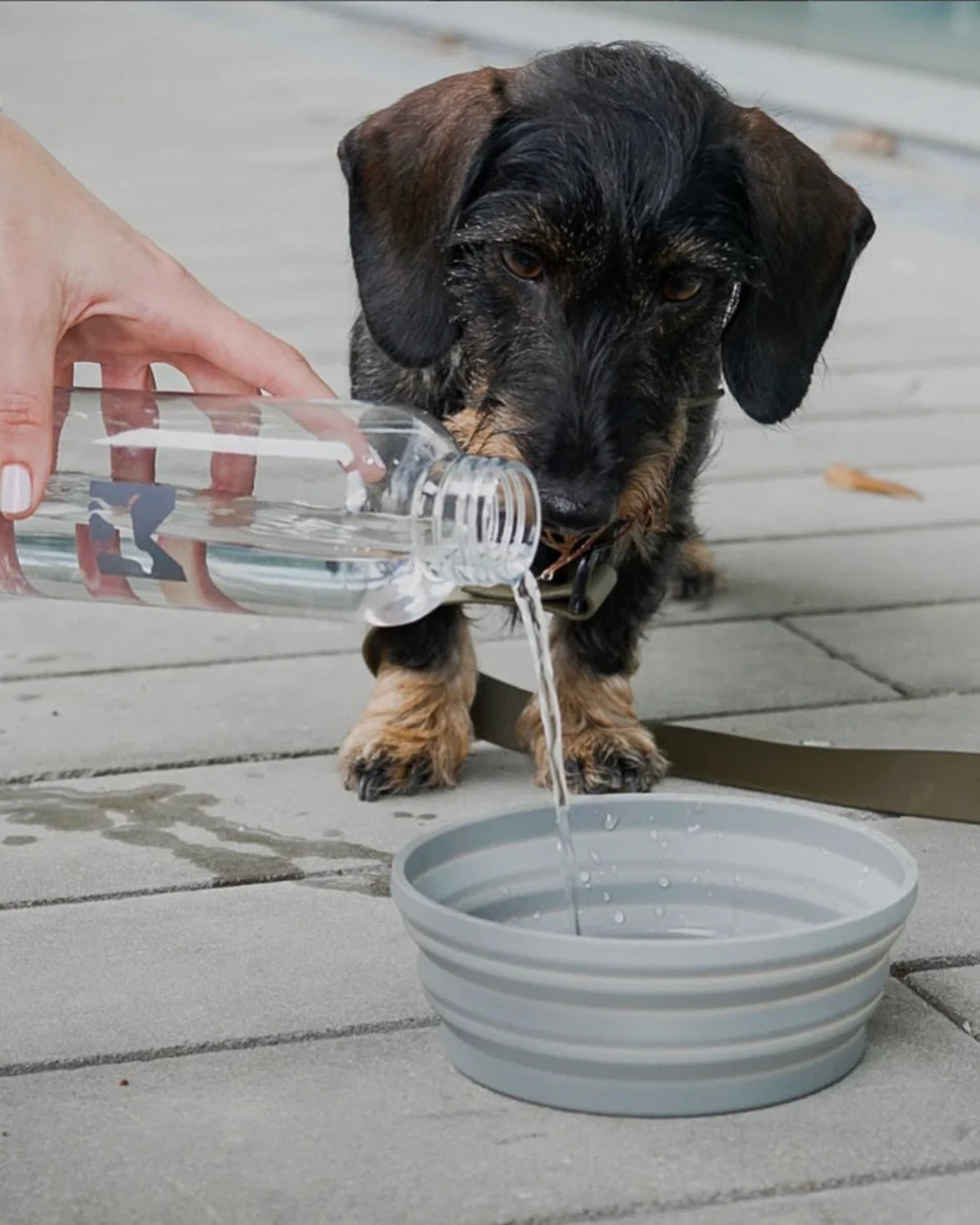 PIEGA PORTABLE DOG BOWL | קערה מתקפלת לכלב