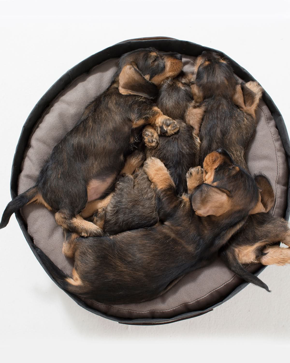 מיטת כלבים וחתולים