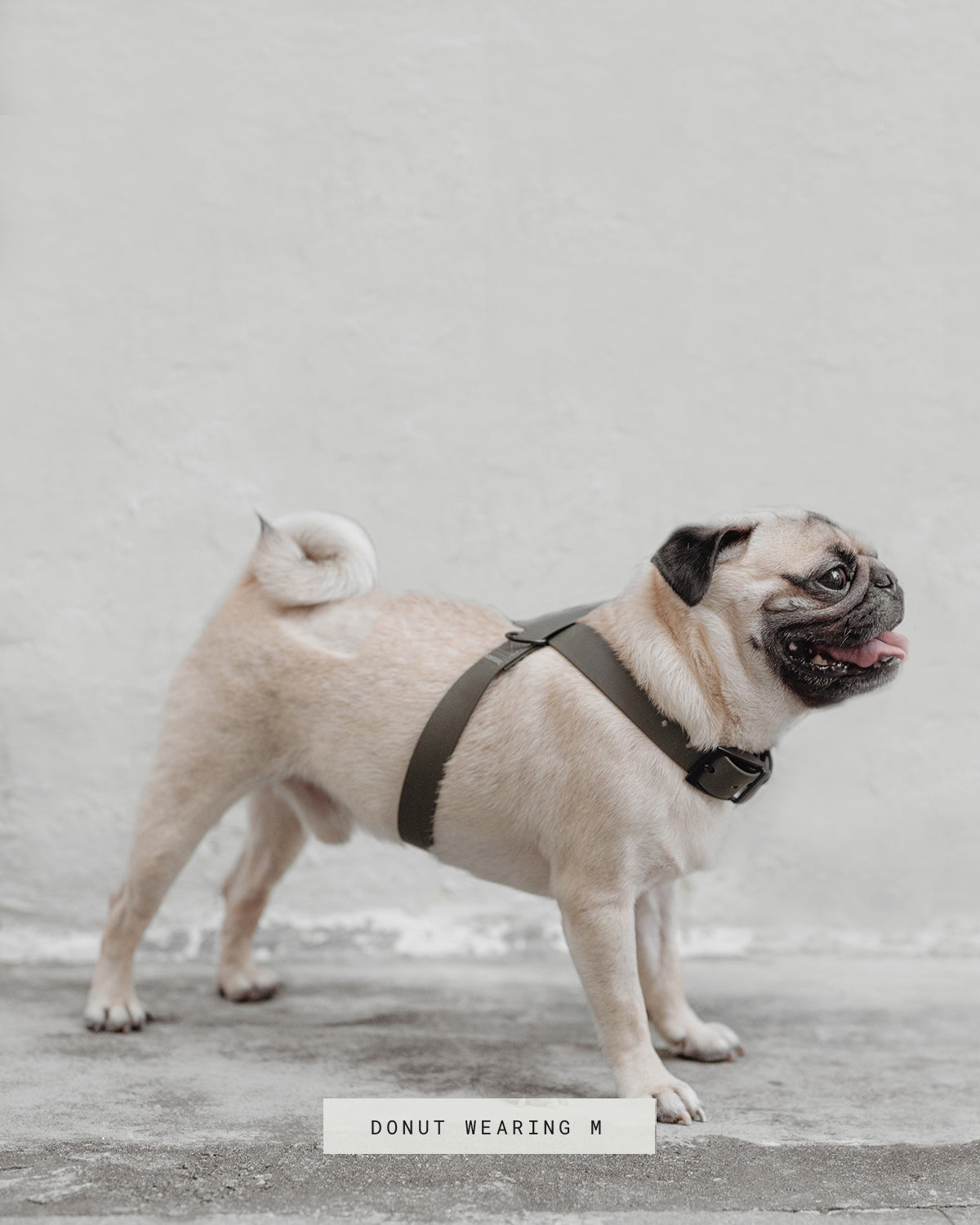 OTTO DOG HARNESS | רתמה לכלב