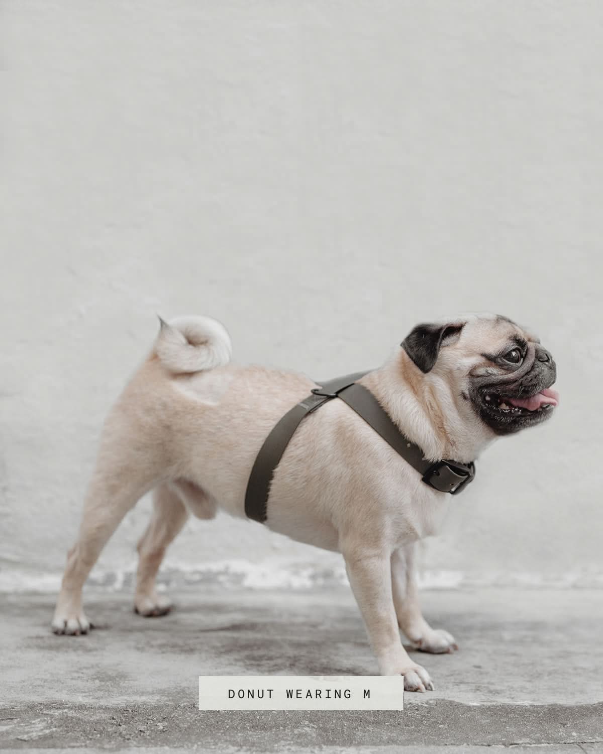 OTTO DOG HARNESS | רתמה לכלב