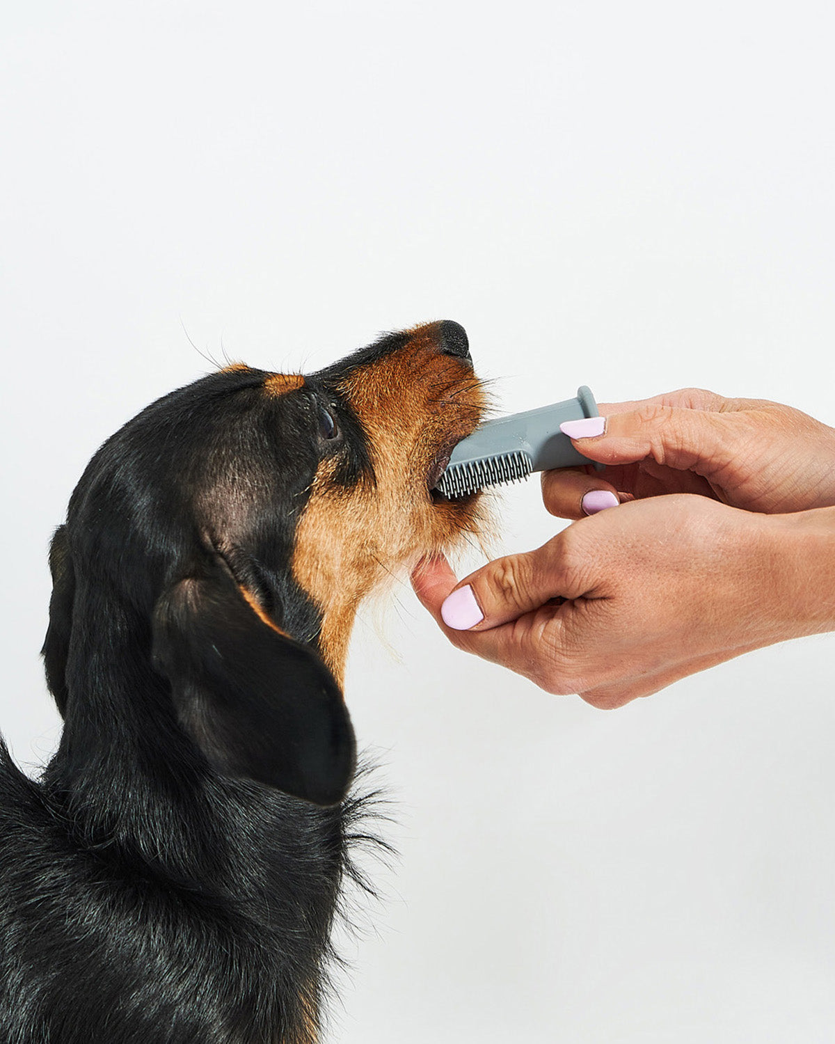 DITO DOG TOOTHBRUSH | סט מברשות שיניים לכלב